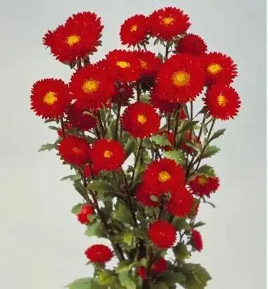 Aster Matsumoto Red Flower Seeds