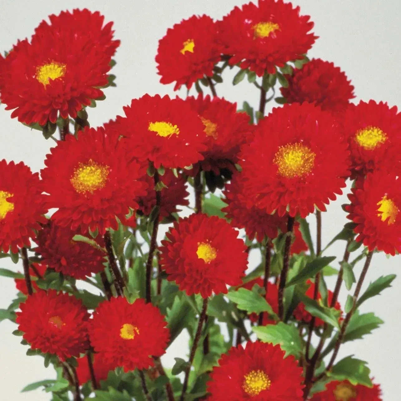 Aster Matsumoto Red Flower Seeds