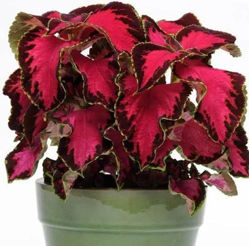 Coleus Premium Sun Chocolate Covered Cherry Seeds