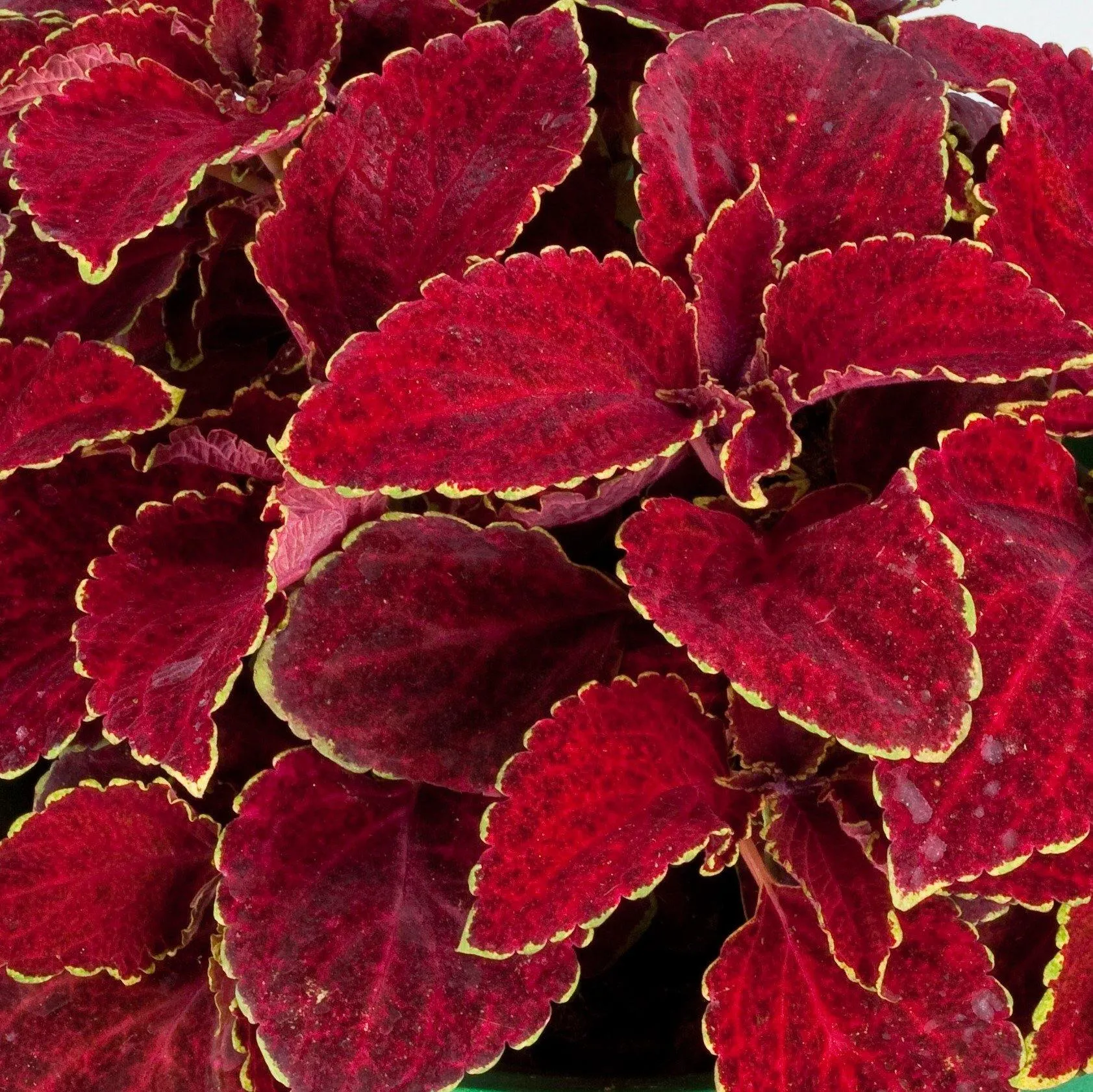 Coleus Superfine Rainbow Red Velvet Flower Seeds