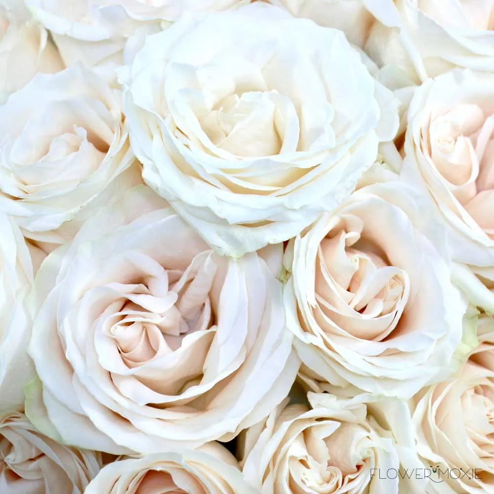 Creamy White Vendela Rose