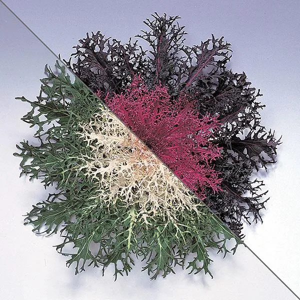 Ornamental  Kale Peacock Red Seeds