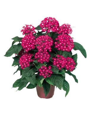 Pentas Graffiti Bright Red Flower Seeds