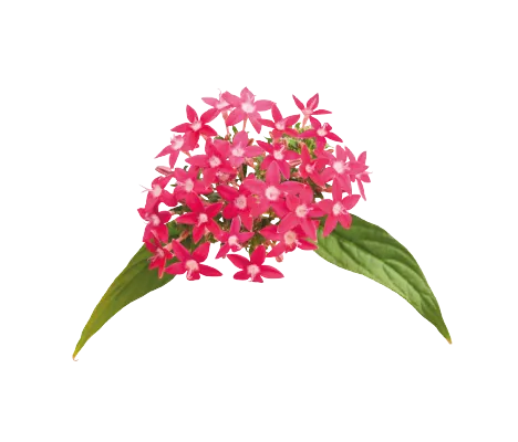 Pentas Graffiti Bright Red Flower Seeds