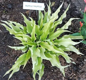 Ruffle Truffle Hosta