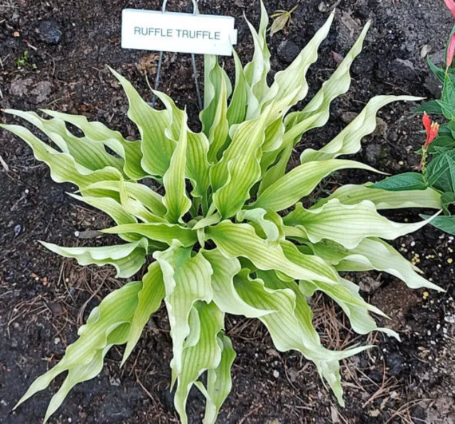 Ruffle Truffle Hosta
