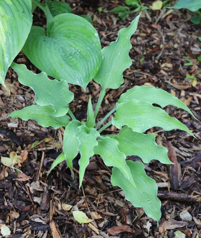 Ruffle Truffle Hosta