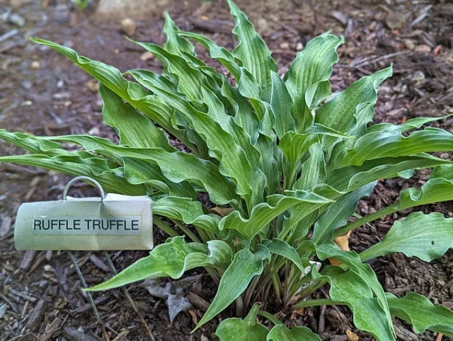 Ruffle Truffle Hosta