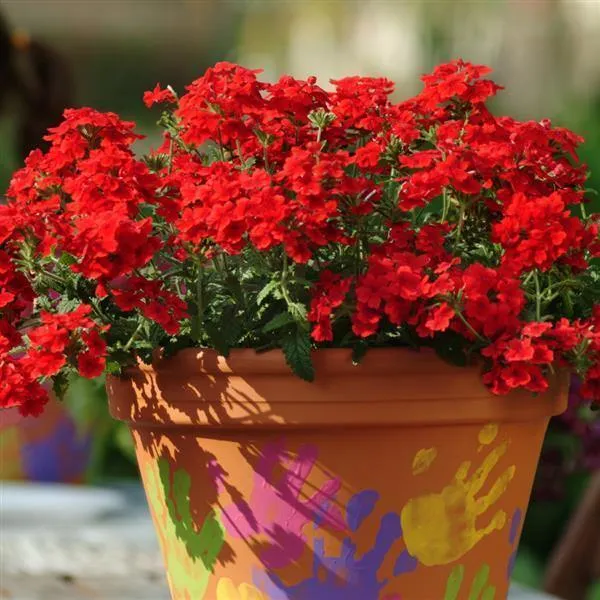 Verbena Quartz Scarlet Flower Seeds