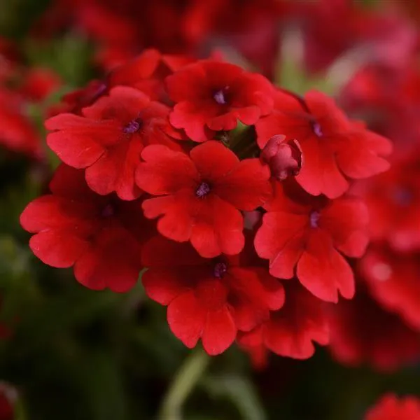 Verbena Quartz Scarlet Flower Seeds