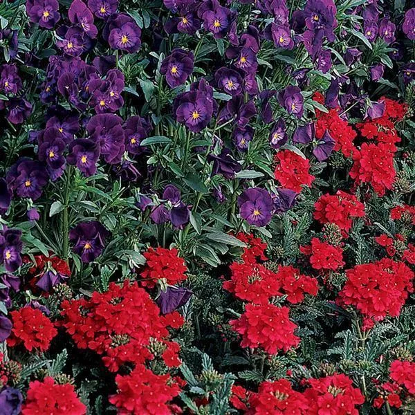 Verbena Quartz Scarlet Flower Seeds