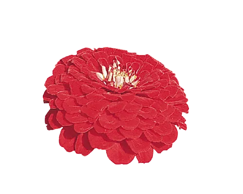 Zinnia Double Benary's Giant Deep Red Flower Seeds