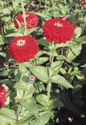 Zinnia Double Benary's Giant Deep Red Flower Seeds