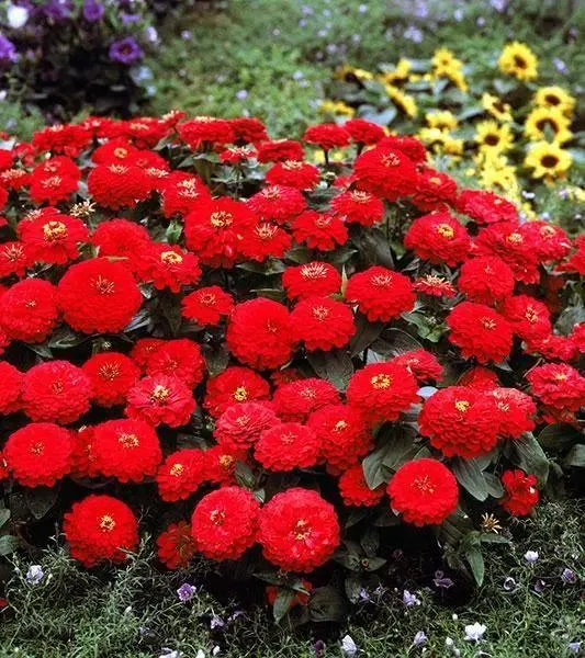 Zinnia Double Dreamland Red Flower Seeds