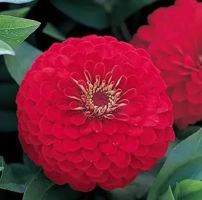 Zinnia Double Dreamland Red Flower Seeds